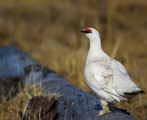 partridge