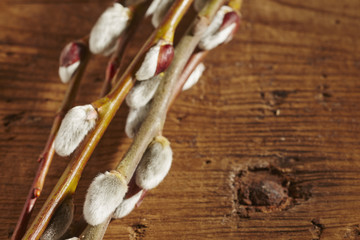 Pussy Willow branches closeup