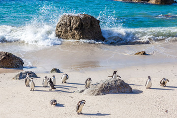 Penguins rest on the beach, Boulders beach, South Africa.