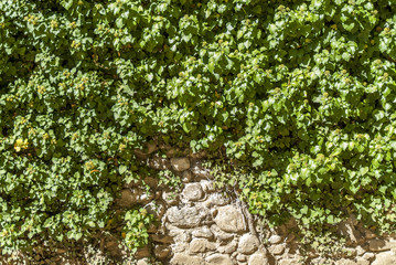 background of ivy of the royal palace of La Granja of San Ildefonso in Segovia, Spain.