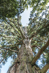Fototapeta premium sight of the treetop of a sequoia