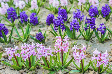 Obraz premium Purple hyacinth flower field at sunset in Bardar village, Moldova