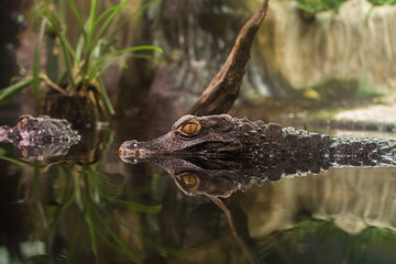 Caiman crocodile looks surroundings with water