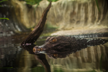 Caiman crocodile looks surroundings with water