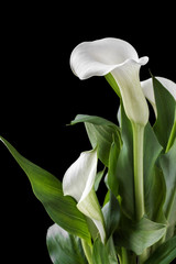 Beautiful white calla lilies with green leaves over black background