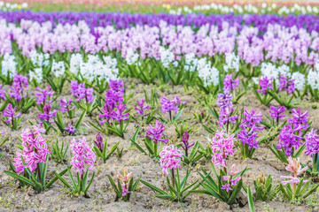 Purple hyacinth flower field at sunset in Bardar village, Moldova