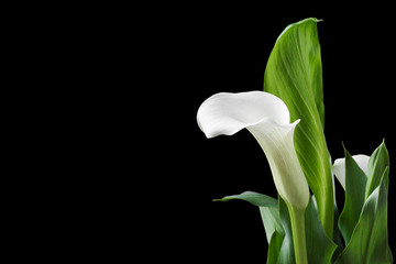 Beautiful white calla lilies with green leaves over black background