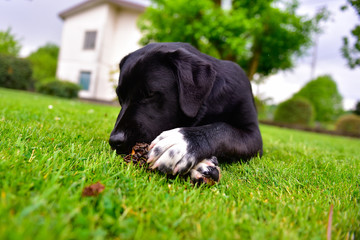 Black Labrador puppy with white paws are gnawing a pine cone in a green meadow