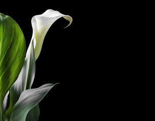 Beautiful white calla lilies with green leaves over black background