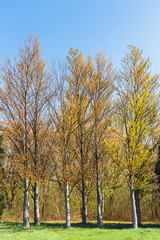 trees forest landscape