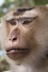 Close up face monkey