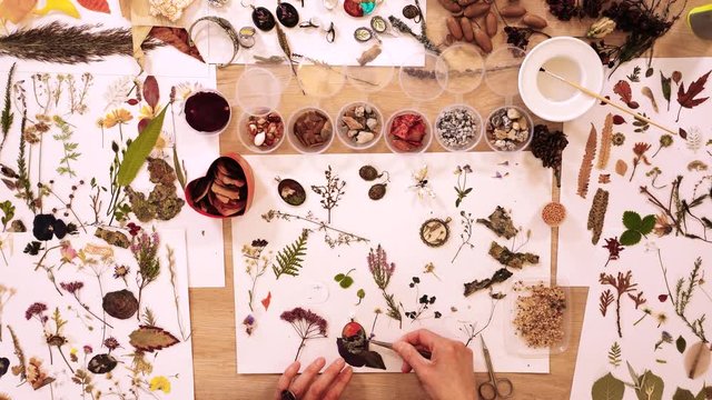 Woman create of decorations with plant elements, craft herbarium, view from above. 4k footage.
