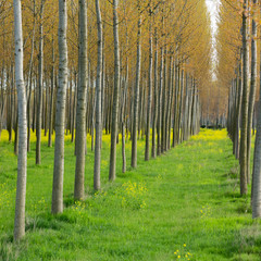 rows of cultivated poplar trees