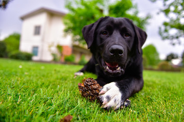 Black Labrador puppy with white paws are gnawing a pine cone in a green meadow