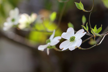 ハナミズキ　白い花