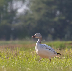 Obraz na płótnie Canvas Snow Goose in Grass Field