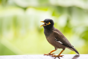 Portrait hill mynah, Gracula religiosa bird, the most intelligent birds in the world.