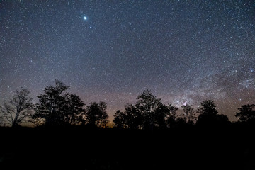 Fototapeta na wymiar Night sky with star and tree.