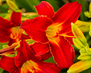 Fototapeta na wymiar multiple red lilies blooming in the garden