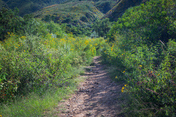 Hiking trail in brushland