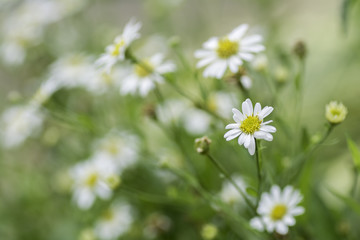 Chamomile flowers on a meadow in summer