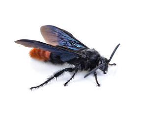 wasp Vespula germanica species isolated on white background