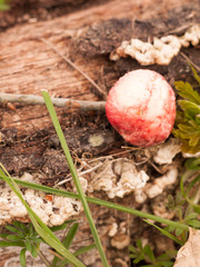 Red Ripe Oak Apple On Forest Floor with Green Leaves and Grass and Bark