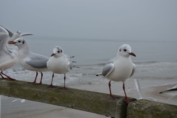 Seemöwen auf Holzgeländer - Seebrücke - am Meer