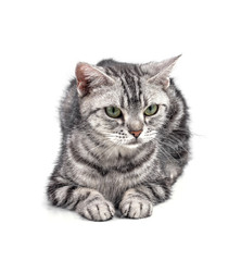 American Shorthair cat on white