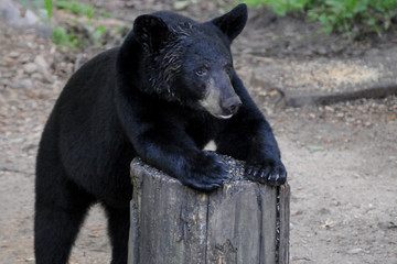 single black bear on stump