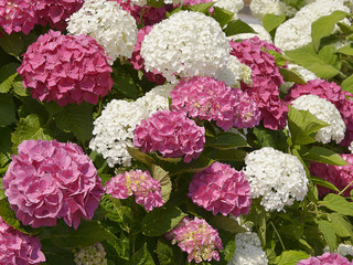 Closeup of red and white Hydrangea macrophylla flowers (or hortensia)
