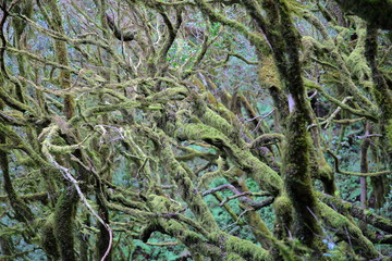 GARAJONAY NATIONAL PARK, LA GOMERA, SPAIN: Laurel forest and its tangle of moss covered trunks and branches