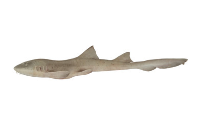 Shark fish isolated on white background