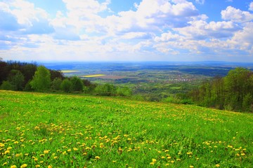 Fototapeta na wymiar Green meadow with flowers in spring
