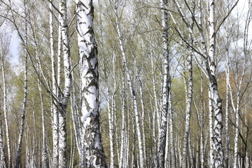 Obraz premium Trunks of birch trees in forest / birches in sunlight in spring / birch trees in bright sunshine / birch trees with white bark / beautiful landscape with white birches