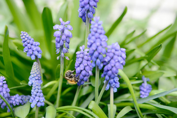 bumble bee on blue grape hyacinths in the nature