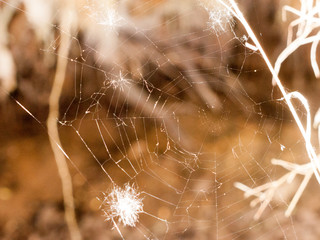 A Clear and Shining Spider Web with A Bit of White Feather in It and A Blurred Background