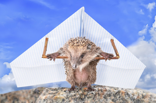 Funny hedgehog learns to fly