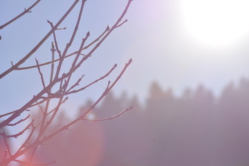 Baum, Sonne, Himmel, Ast, Natur