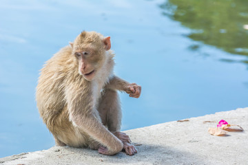 Monkey close-up