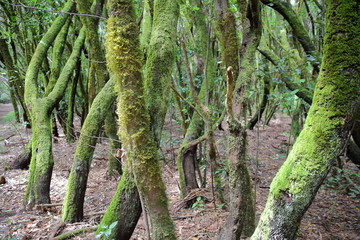 GARAJONAY NATIONAL PARK, LA GOMERA, SPAIN: Laurel forest and its tangle of moss covered trunks and branches