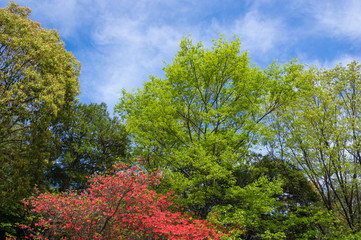 新緑　青空と雲の背景
