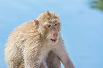 Monkey close-up