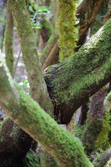 GARAJONAY NATIONAL PARK, LA GOMERA, SPAIN: Laurel forest and its tangle of moss covered trunks and branches