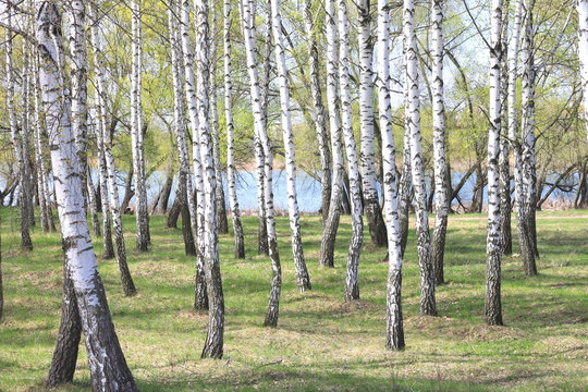 Trunks of birch trees in forest / birches in sunlight in spring / birch trees in bright sunshine / birch trees with white bark / beautiful landscape with white birches