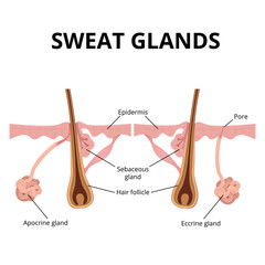 sweat and sebaceous gland - obrazy, fototapety, plakaty