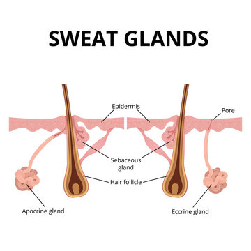 sweat and sebaceous gland
