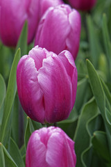 blooming pink tulip field in spring, closeup