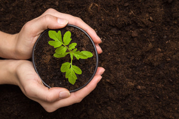 Woman's hands holding tomato plant in the pot with ground. In early spring preparations for the garden season.