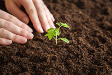Woman waiting when the seedling will grow up. In early spring preparations for the garden season.